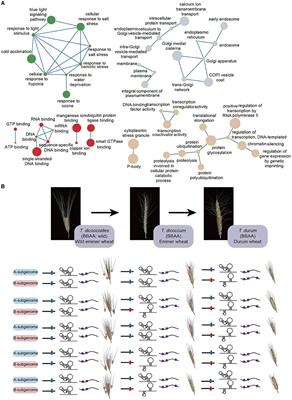 The Potential Role of RNA Structure in Crop Molecular Breeding